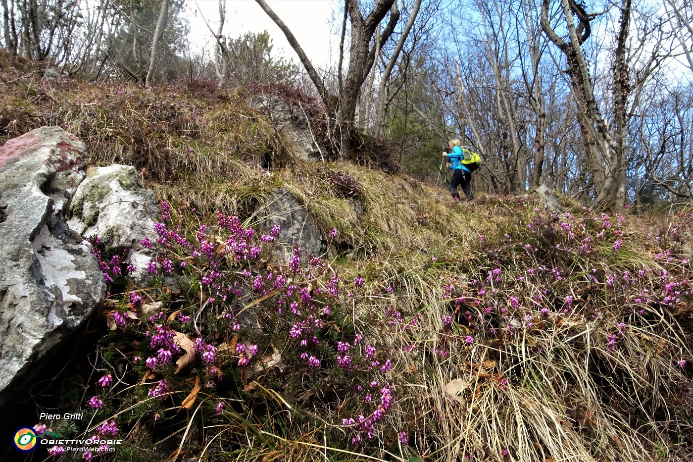 19 In decisa salita  con ..erica in fiore.JPG